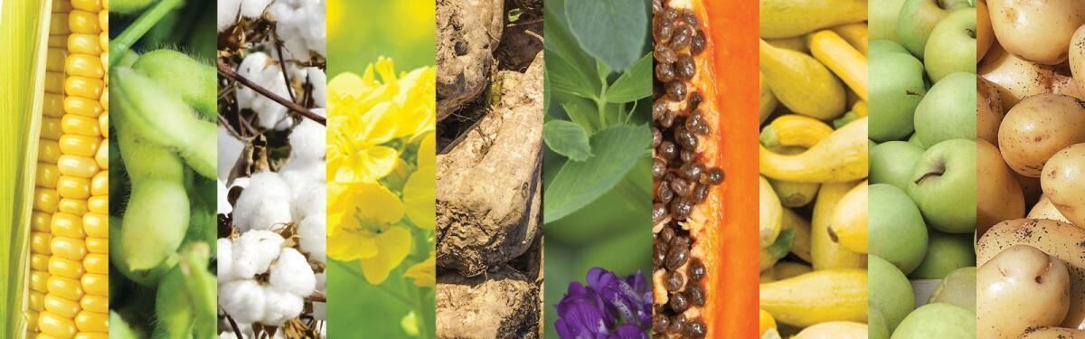 Collage of GMO foods.jpg